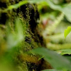 Cica Regain Cleansing Gel Foam